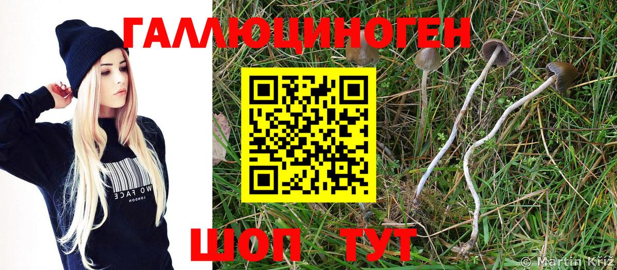 Галлюциногенные грибы Psilocybe  как найти закладки  Вход с VPN  Маркс  Галлюциногенные грибы Psilocybe 